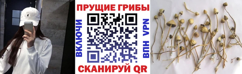 MEGA маркетплейс Шахты Псилоцибиновые грибы Psilocybine cubensis